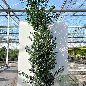 Ilex meserv. Blue Maid 30 cm P17