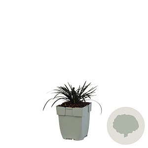 Ophiopogon plan. 'Niger' GM  P11
