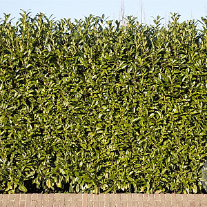 Prunus l. 'Caucasica' 175-200 cm met kluit