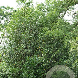 Prunus l. 'Caucasica' 175-200 cm met kluit