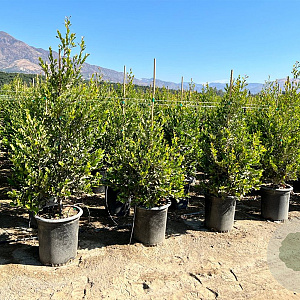 Prunus caroliniana 30-40 cm 3,0L