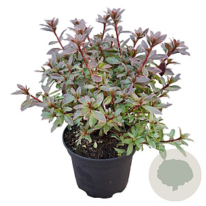 Rhododendron (AI) 'Hellmut Vogel' 20-25 cm 2,0L