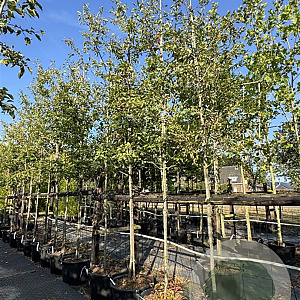 Amelanchier lamarckii 8-10 HO cont. 85L