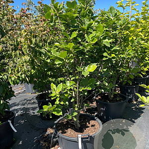 Magnolia 'Aphrodite' 140-160 cm cont. 80L meerstammig