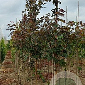 Acer campestre 'Red Shine' 10-12 HO container