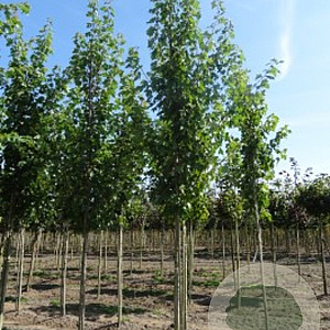 Acer freemanii 'Armstrong' 16-18 HO container