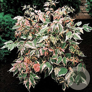 Acer negundo 'Flamingo' 10-12 HO container