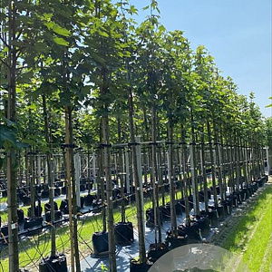Acer pseudoplatanus 12-14 HO container