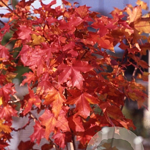 Acer Pacific Sunset 12-14 HO container