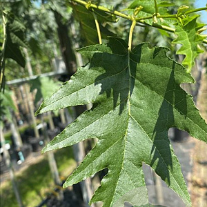 Alnus glutinosa 'Laciniata' 14-16 HO container