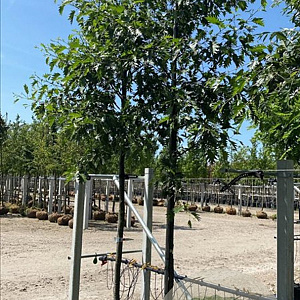 Alnus glutinosa 'Laciniata' 14-16 HO container