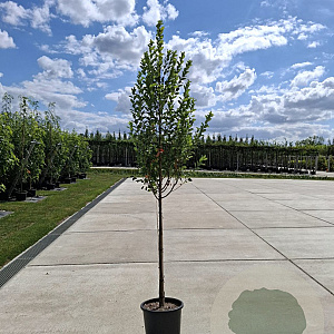 Amelanchier can. Rainbow Pillar 8-10 HO container