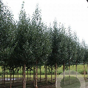 Betula albosinensis 'Fascination' 10-12 HO container