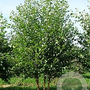 Betula nigra 10-12 HO container