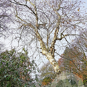 Betula utilis 200-250 cm container solitair