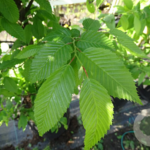 Carpinus bet. 'Fastigiata' 12-14 HO container