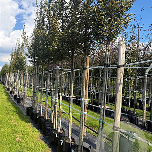 Carpinus bet. 'Fastigiata' 12-14 HO container