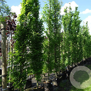 Carpinus bet. 'Fastigiata' 12-14 HO container geveerd