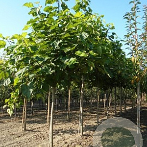 Catalpa bignonioides 10-12 HO container