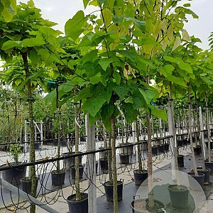 Catalpa bignonioides 12-14 HO container