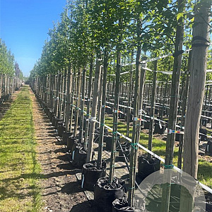 Carpinus bet. 'Lucas' 12-14 HO container
