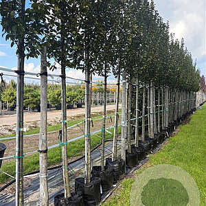 Carpinus bet. 'Lucas' 12-14 HO container