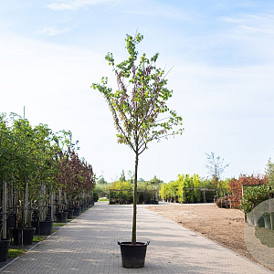 Cercis siliquastrum 8-10 HO container