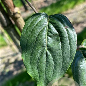 Cornus mas 12-14 HO container