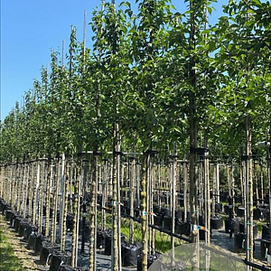 Cornus mas 12-14 HO container