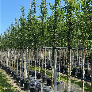 Cornus mas 12-14 HO container