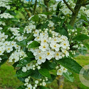 Crataegus lavalleei 'Carrierei' 10-12 HO container