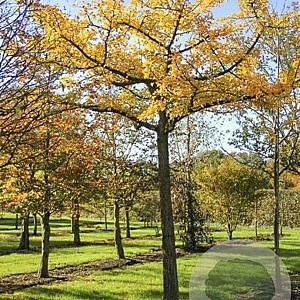 Ginkgo bil. 'Horizontalis' 20-25 HO container 225 cm stam