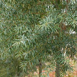 Hippophae salicifolia 'Robert' 8-10 HO container