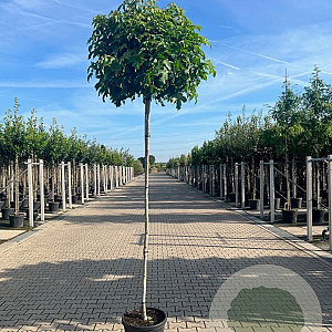 Liquidambar s. 'Gum Ball' 12-14 HO container 225 cm stam