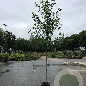 Liquidambar s. 'Worplesdon' 10-12 HO container