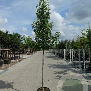 Liquidambar s. 'Worplesdon' 12-14 HO container