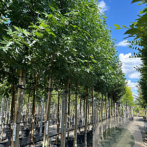 Liquidambar s. 'Worplesdon' 14-16 HO container