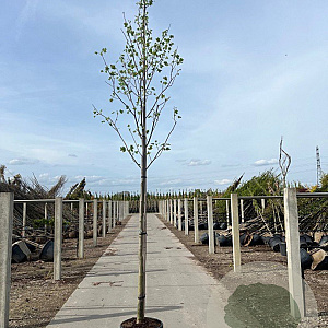 Liriodendron tulipifera 10-12 HO container
