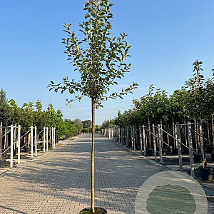 Malus d. 'Elstar' 10-12 HO container