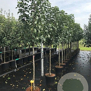 Malus d. 'Elstar' 8-10 HA container