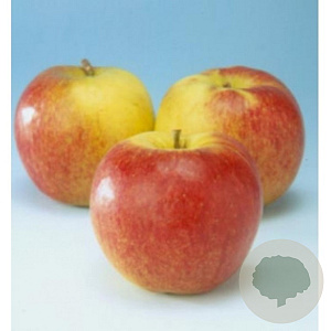 Malus d. 'Jonagold' 8-10 HA container
