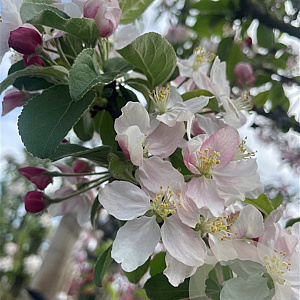Malus 'Golden Hornet' 10-12 HO container