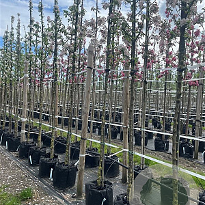 Malus 'Golden Hornet' 10-12 HO container