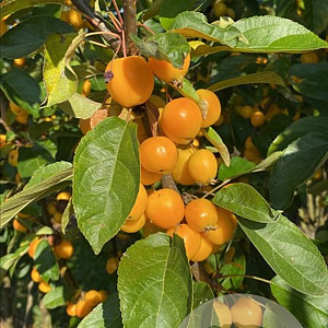 Malus 'Golden Hornet' 12-14 HO container