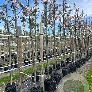 Malus 'Red Obelisk' 12-14 HO container
