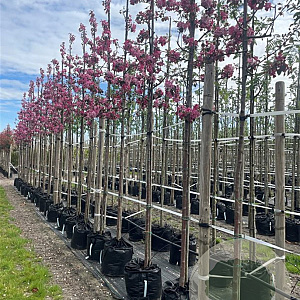 Malus 'Rudolph' 10-12 HO container