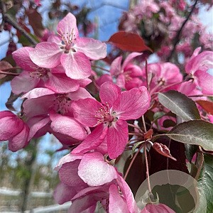 Malus 'Rudolph' 10-12 HO container