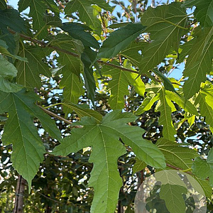 Morus alba 'Fruitless' 12-14 HO container