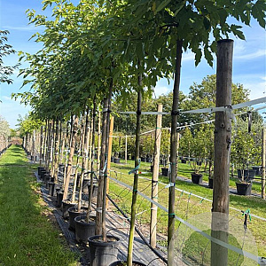 Morus alba 'Fruitless' 12-14 HO container