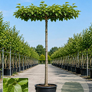 Morus alba 'Fruitless' 20-25 HO container dakvorm